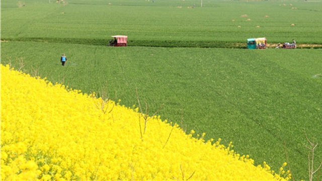 伴著花香忙農事